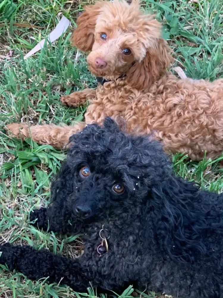 Fiona - Boo & Olivia