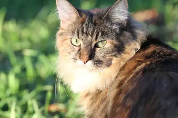 Fiona - Ella