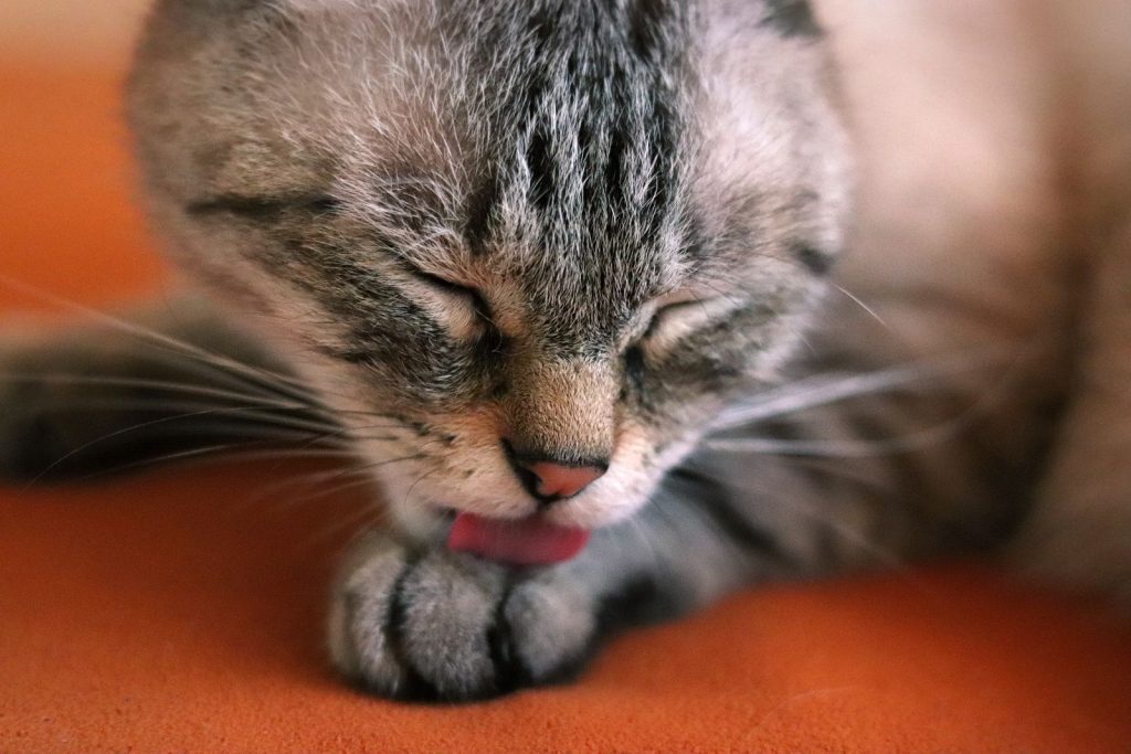 Hyperthyroidism In Cats