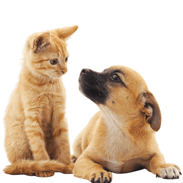 Cute orange kitten and puppy puppy looking at each other.