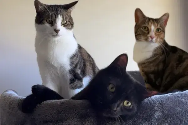 Lucy's cats