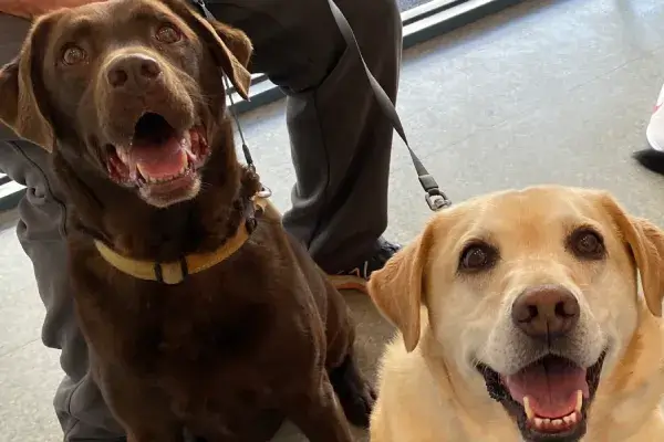 Lucy's dogs