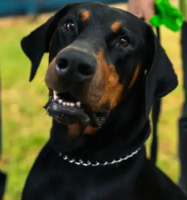 Happy black and tan dog at Elgar Road Veterinary Hospital in Australia.